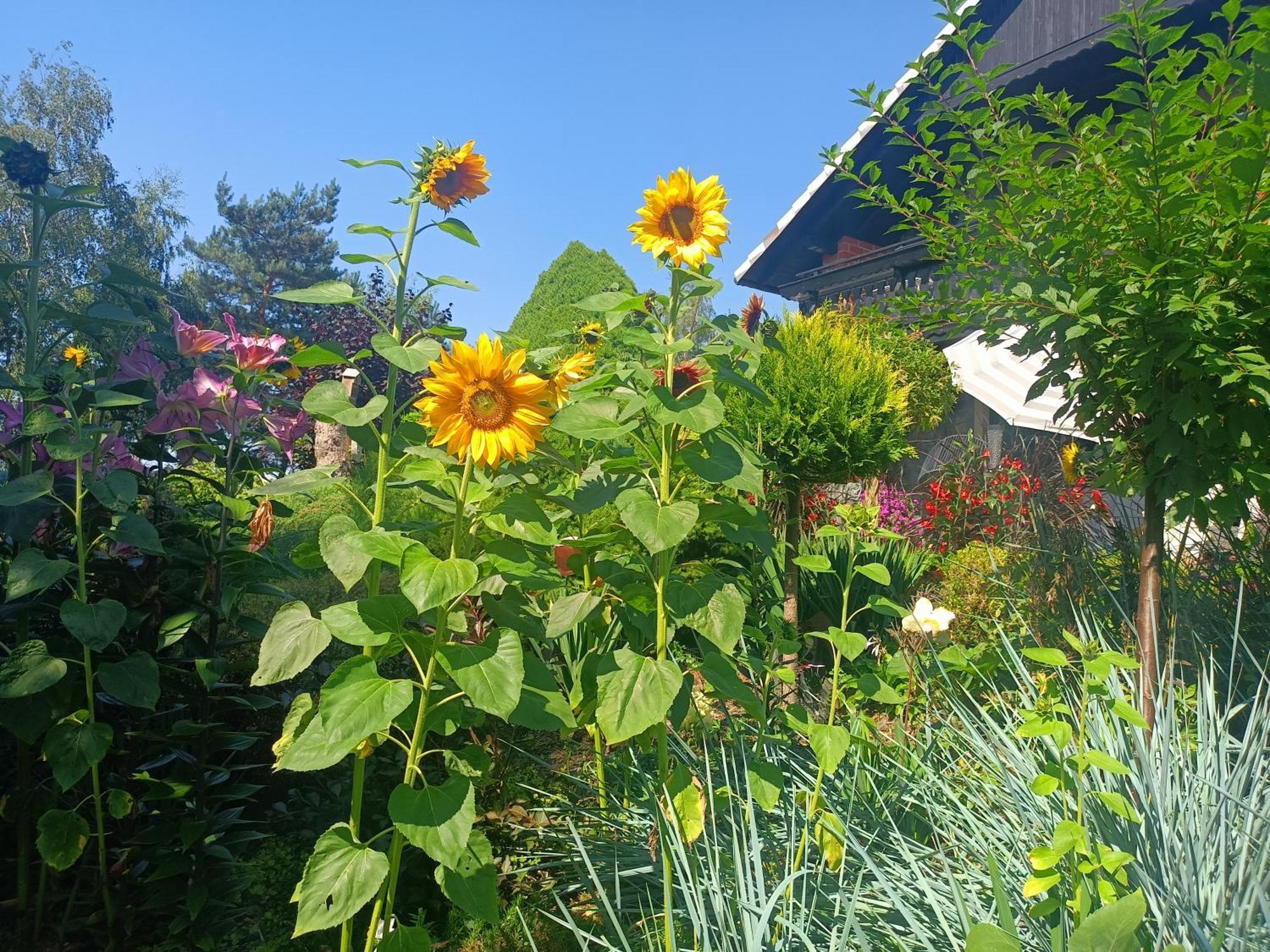 Hortus Apartament Z Klimatyzacja Boleslawiec  Exterior foto